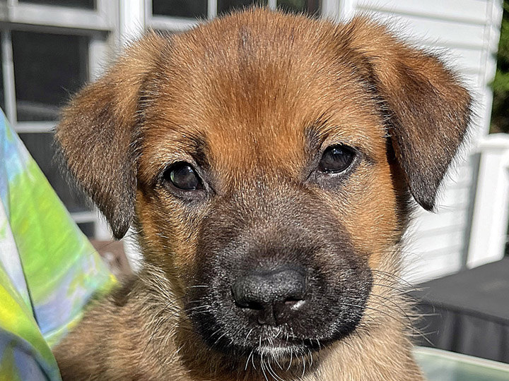 chinook puppy